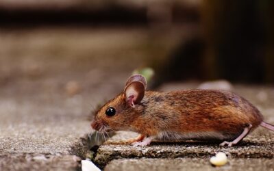 Les rats sont nuisibles pour la santé